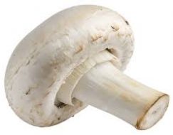 MANTAR 1 KG